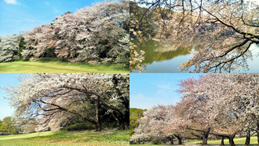 桜・・・本当に好きなんです。