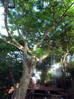“ホウオウボク”の樹